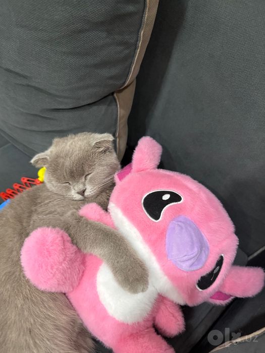 Scottish Fold Mushugi