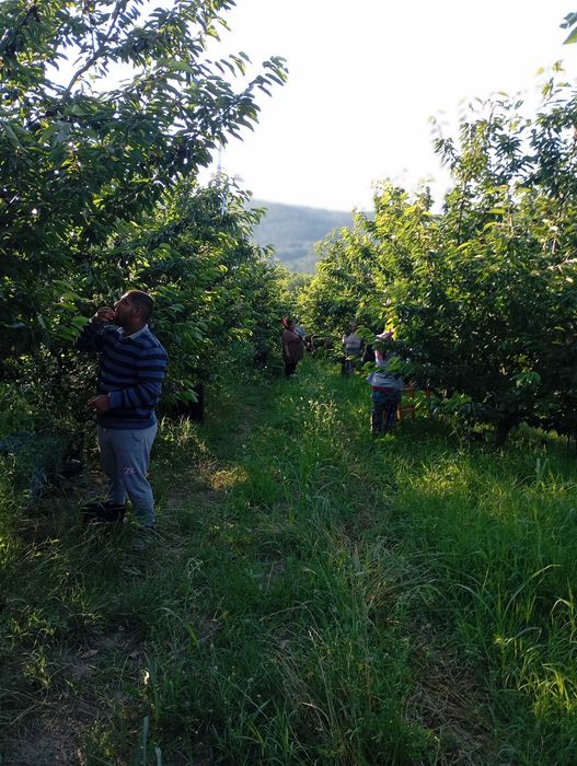 Продавам черешови градини 19 дка.