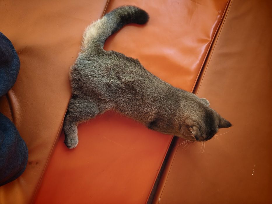 Кот породистый , красивый