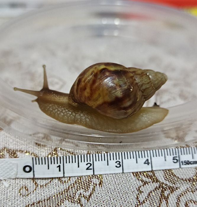 Продам улиток Ахатин