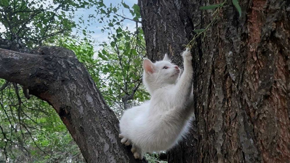 Продаются котята, 2 мальчика и 1 девочка