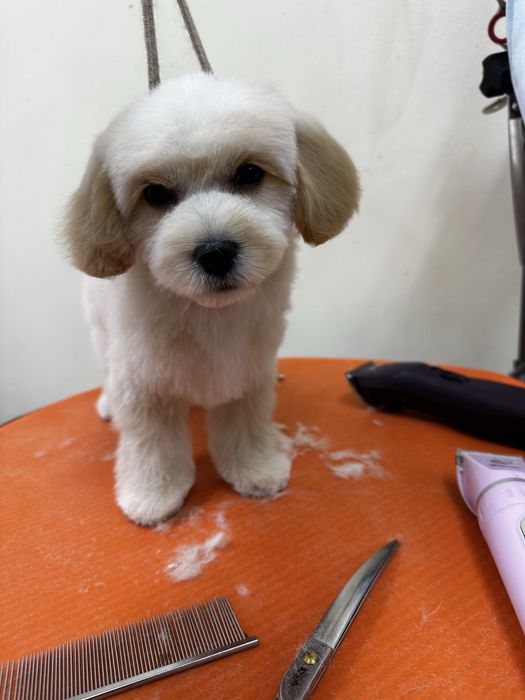 Груминг животных