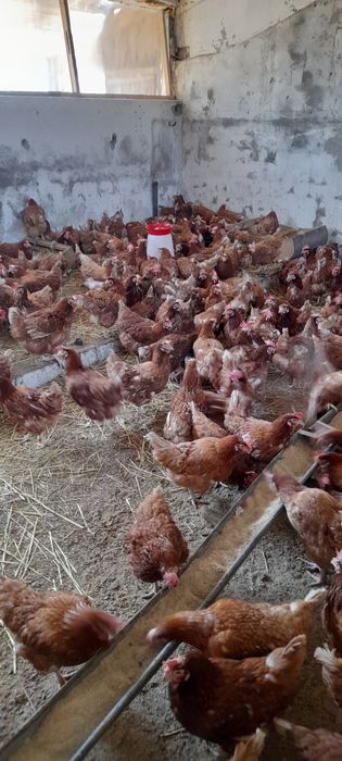 Gaini rosii ouătoare