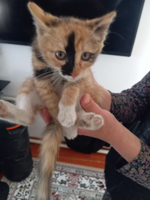 Бесплатно Катёнок