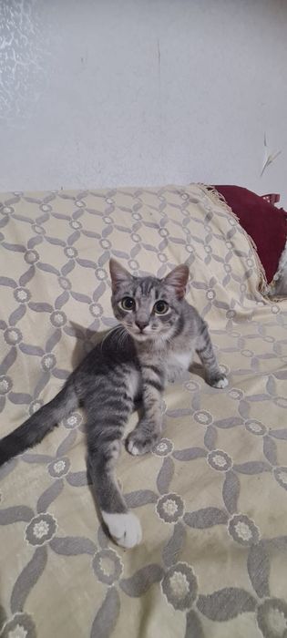 Отдам котенка в добрый руки