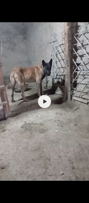 Малиня 10 оелик апорти удар пирвазное иркак