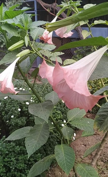 Ростки Бругмансии. Трубы Ангела. Осталось 2 шт. Скидка!