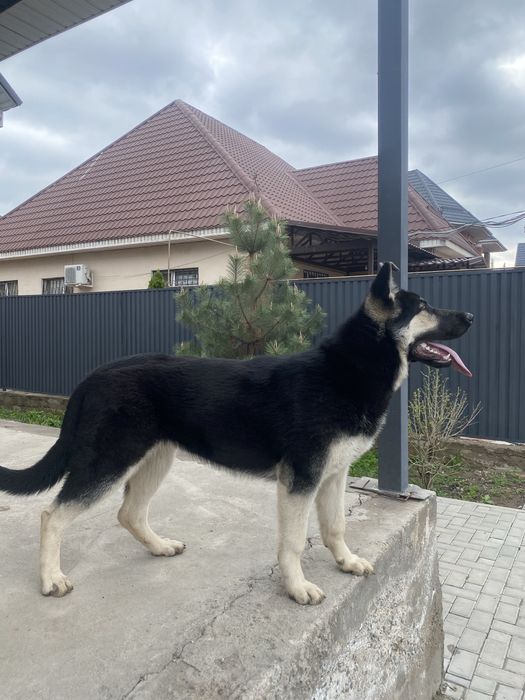 Вео(Восточно европейская овчарка)