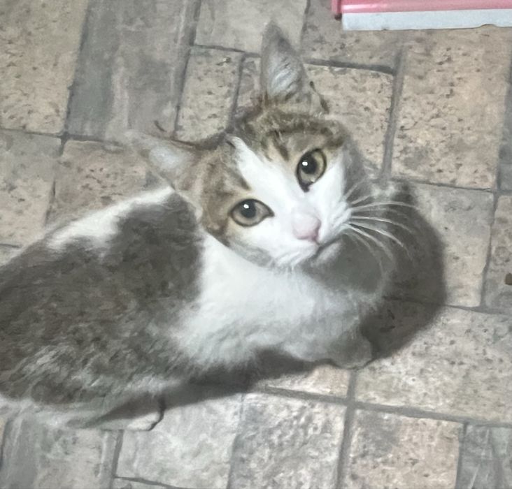 Отдам в добрые руки