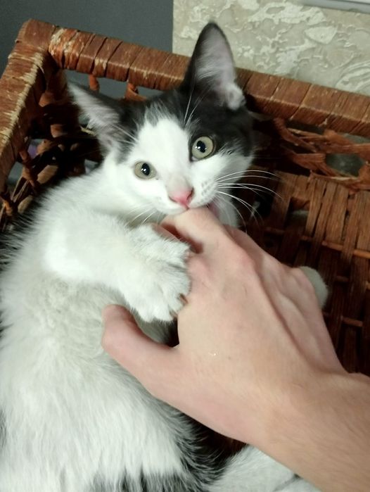 Отдам котёнка в добрые руки!