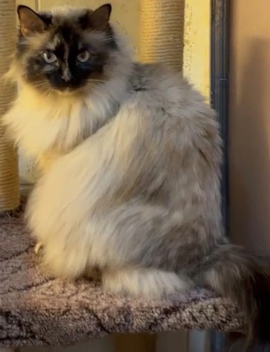 Тайская кошечка Сына.