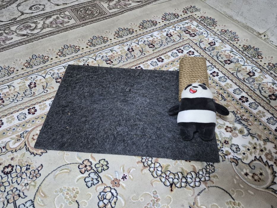 Отдам кота в добрые руки