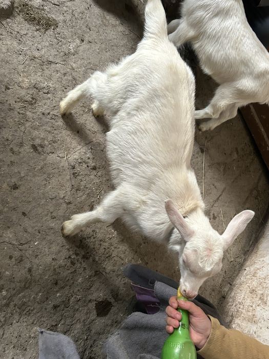 Capra Sannen cu iezi