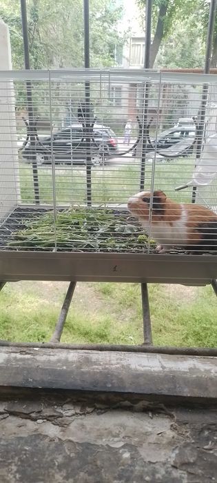 марская свинка продоеца