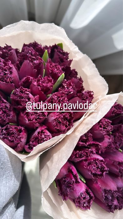 Тюльпаны продам. Красивые, качественные, в розницу