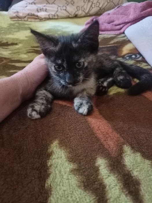 Отдам в хорошие руки котят