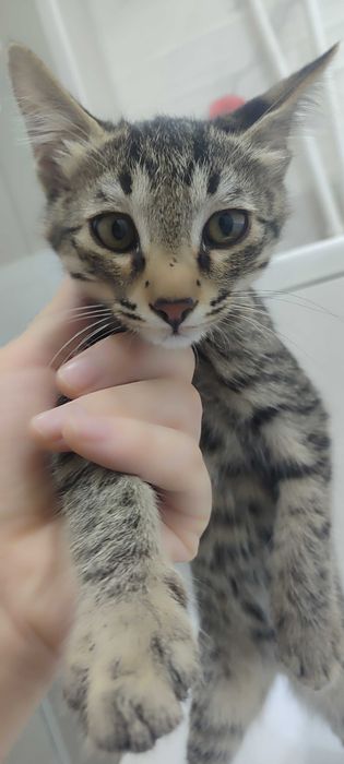 Котёночки в хорошие руки