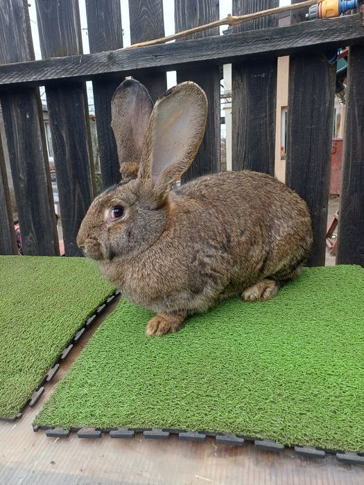 Vand iepuri uriasi german femele 11 luni