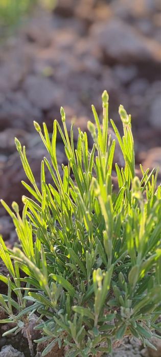 Butasi lavanda cu rădăcina-3 lei