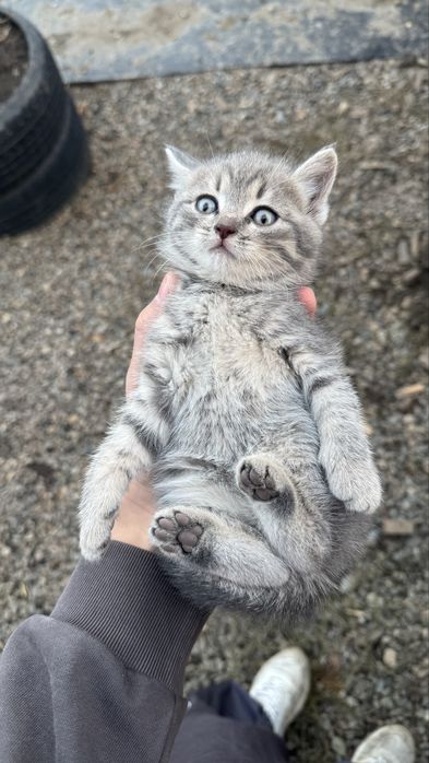 Котята 1,5 месяцев