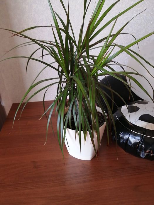 Продам цветы комнатные