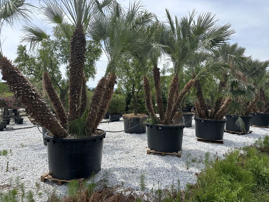 Tuia brazi palmieri cedru artari maslini bosai lamai spirale magnoli