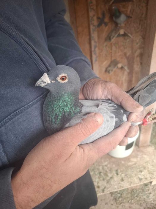 Vând porumbei voiajori