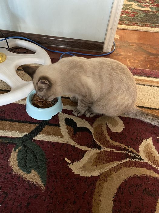 Scottish fold  10 oyli