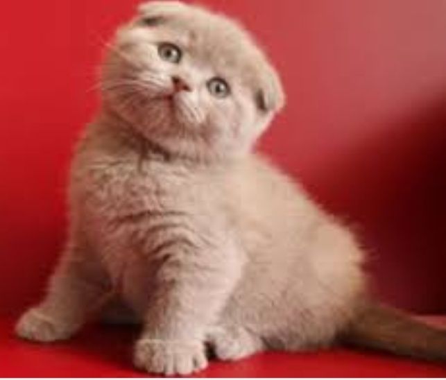 Skotiw fold va skotiw strayt