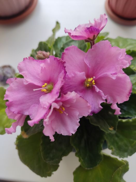 Продам сортовую фиалку!