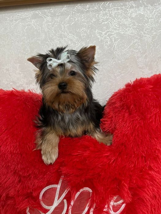 Кукольный мальчик йорка