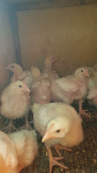 Продам подрощеных цыплят бройлера