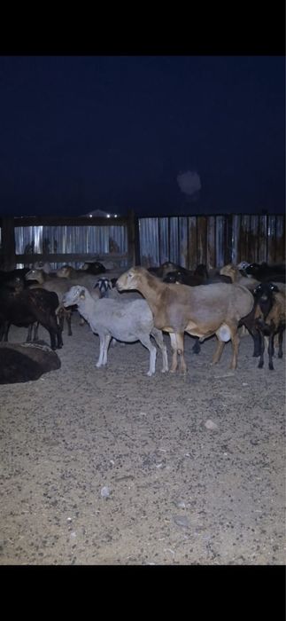 Кошкар, баран производитель