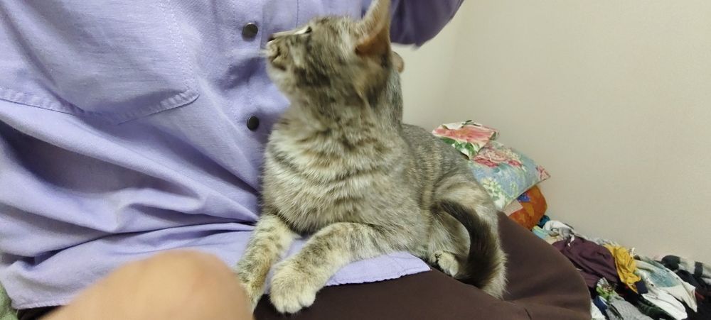 Отдам кошку в добрые руки