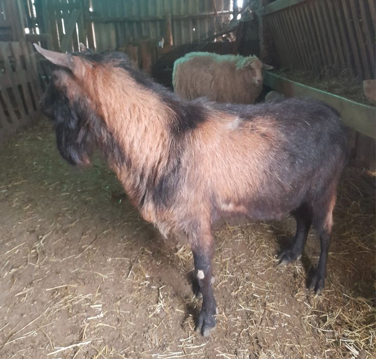 Vând țap alpin francez