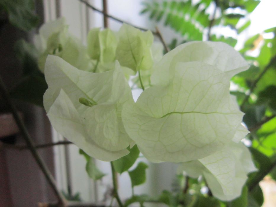 Бугенвиллия -красивый цветок