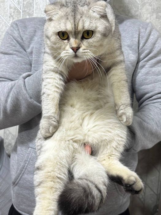 Вяска Скотиш Фолд Серебрести Шиншила