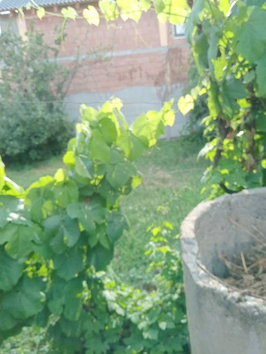 De vânzare teren intravilan cu o casă demolabilă.