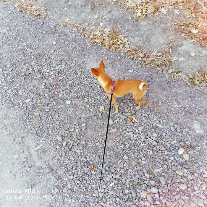 вязка чихуахуа девочка ищем кабеля