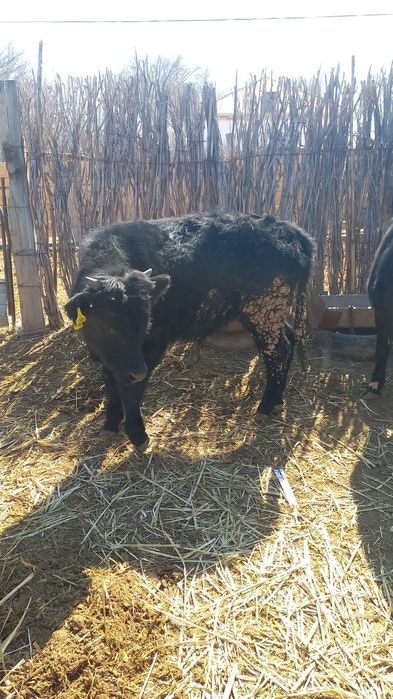 Еркек баспак еки бас