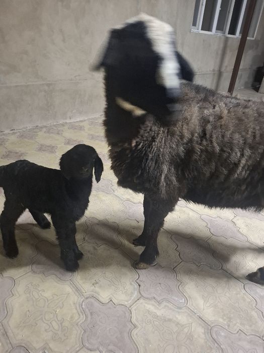 Қозылы қой сатылады