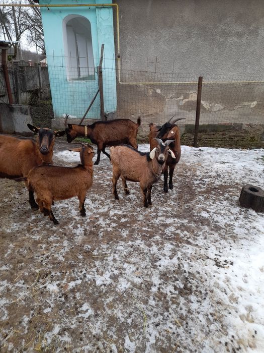 De vânzare alpin_francezå.