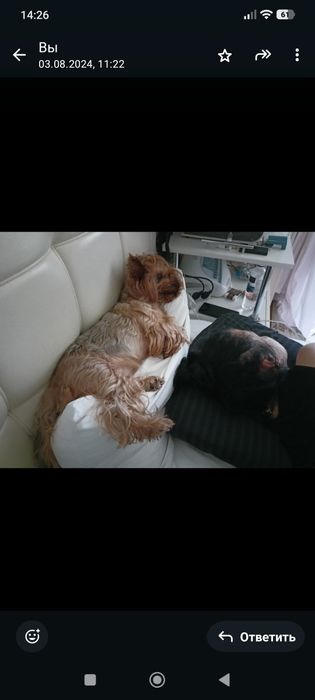 Очаровательные мини мальчики.