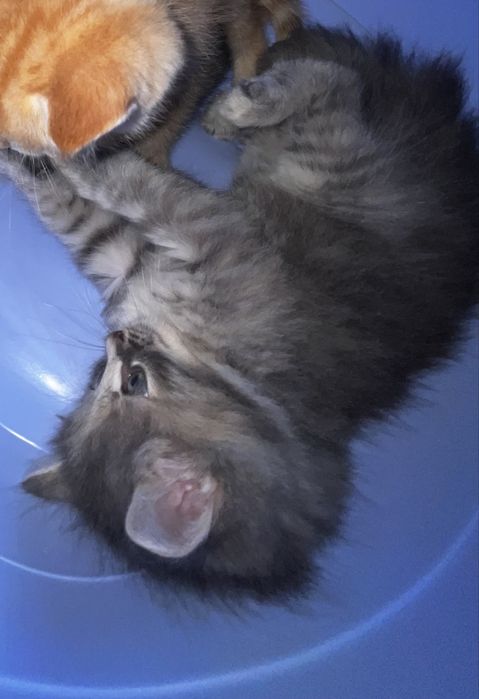 Котёнок бесплатно
