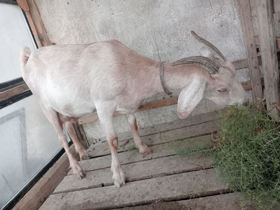 Альпи + Нуби  Ешкі Лақ Теке