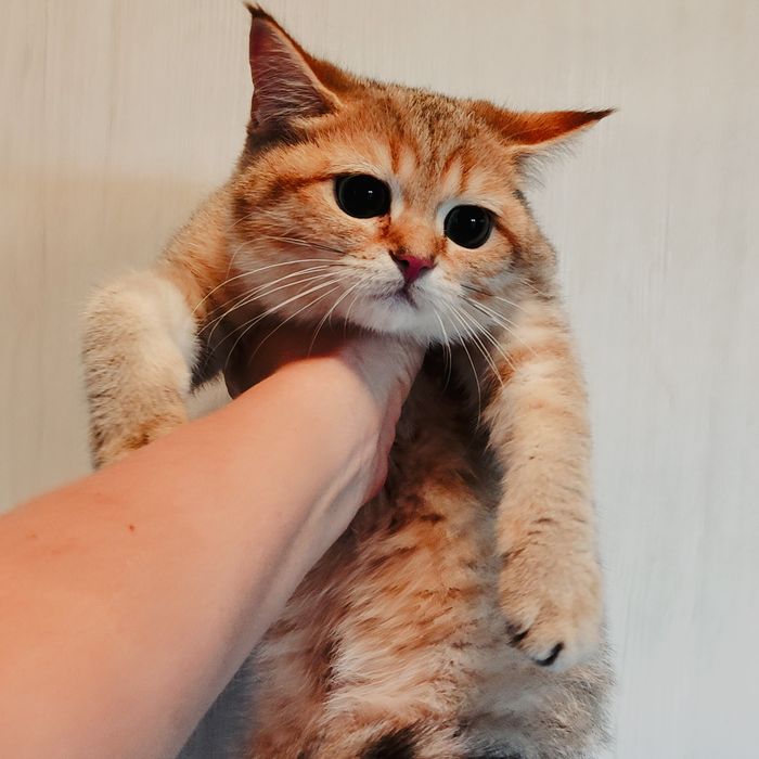 Золотая шиншилла девочка