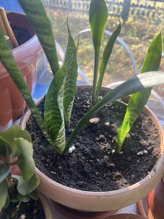 Комнатные цветы.