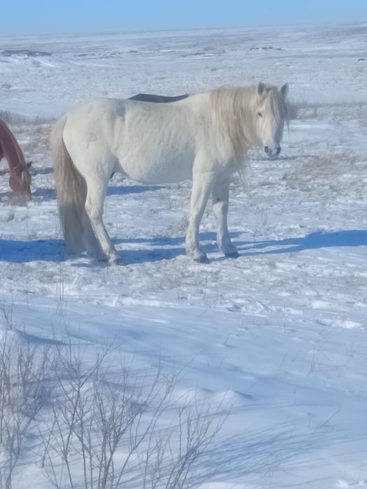 Жеребец продажа