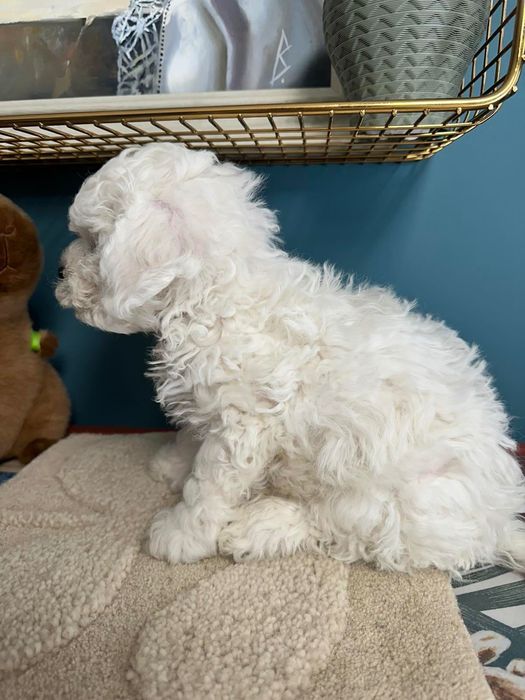 Бишон фризе момче