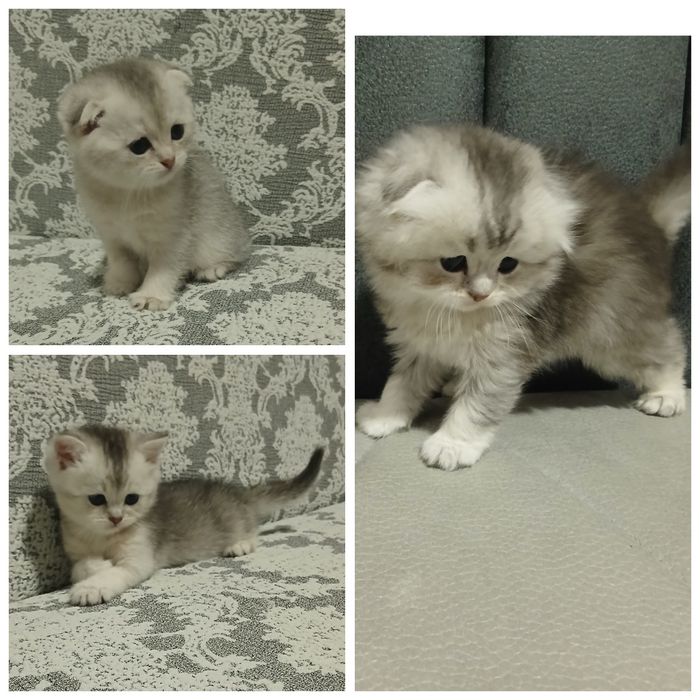 Zotli mushuk bolalari sotiladi.